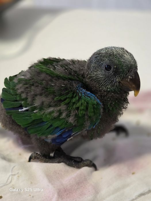 Papagaio ecletus macho,  mais aula/instrução para acabar de criar.