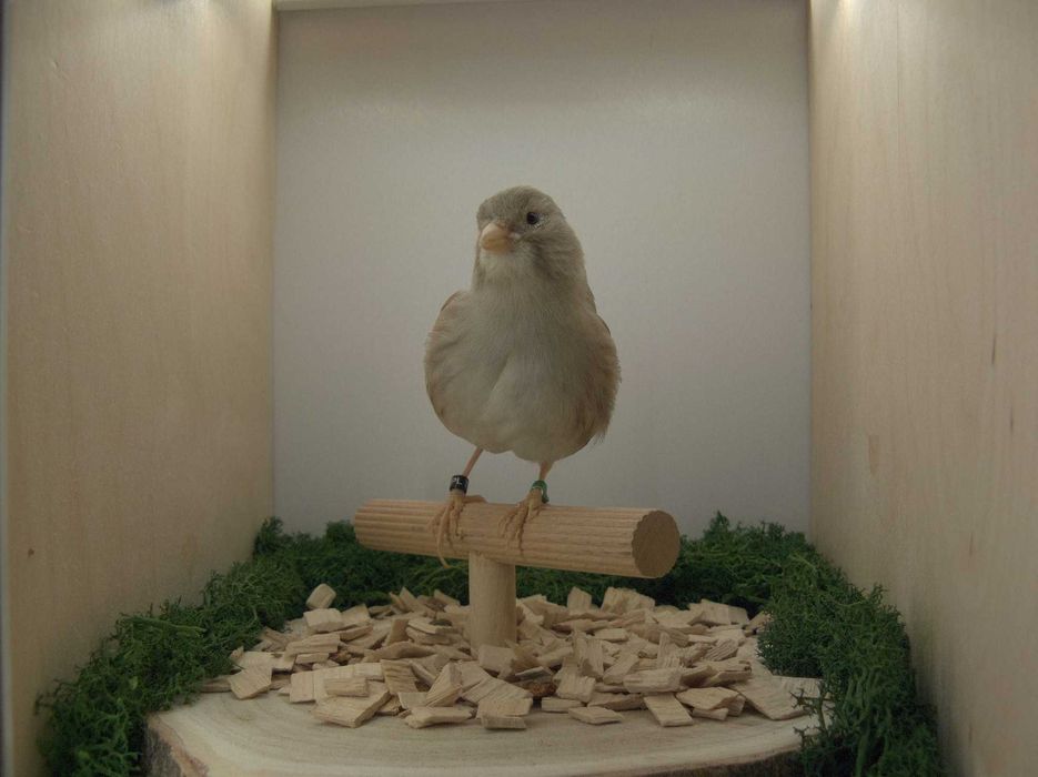 Kanarek - samiec, szary/cynamon, 2025 (nr 4)