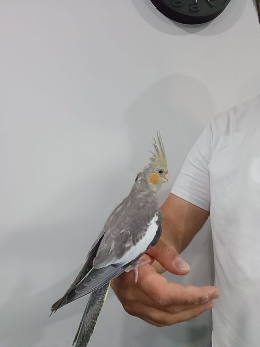 Caturra criada mão
