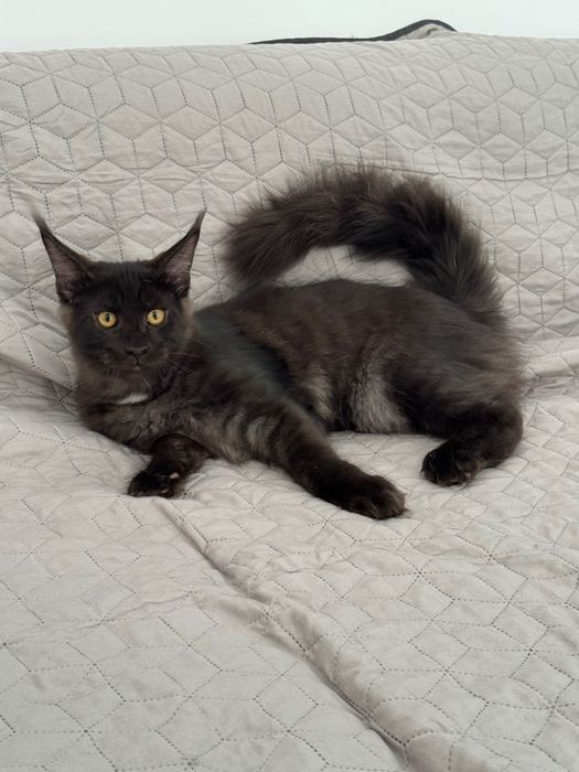 Котята Maine Coon