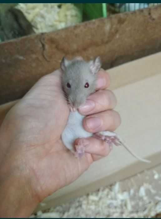 Декоративные крыски