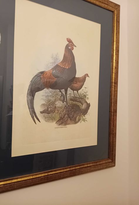 Conjunto de quadros com tema de galos, já emoldurados de cor dourada