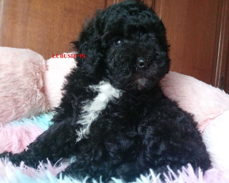 LUBUSIE*PL-piesek pudel miniaturowy, badania genetyczne.