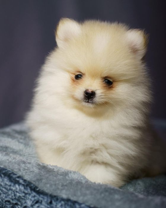 Pomeranian piesek