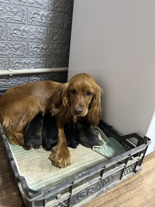 Цуценята спаніель