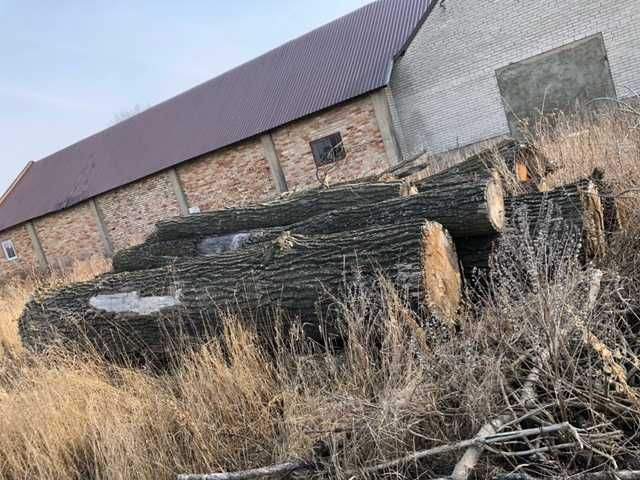 Dęby klody