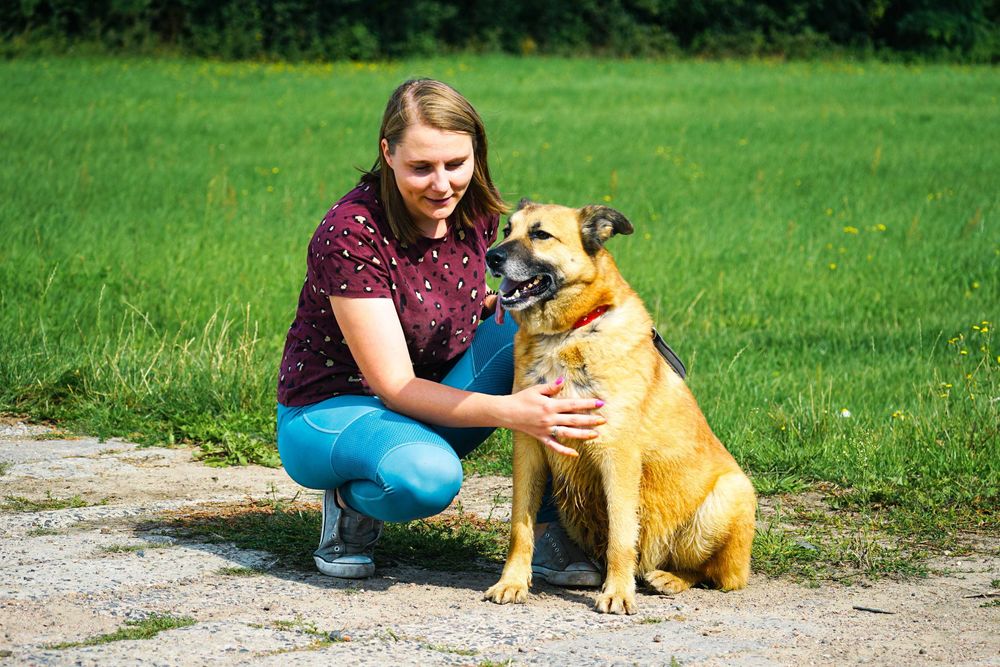 TRYCEK - fajny, duży pies prosi o dom