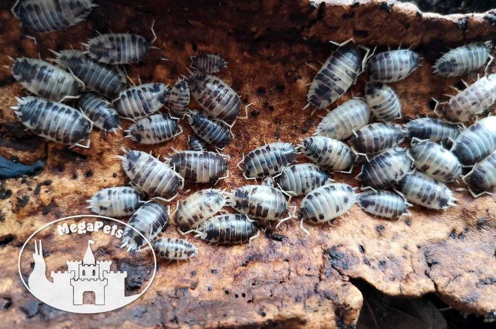 Porcellio leaves Dairy Cow Kulanki Stonogi Prosionki Ślimaki Mrówki