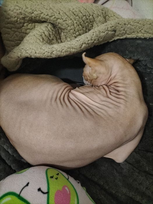 Gatinho Sphynx 1 ano