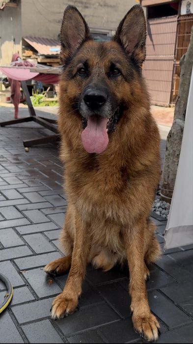 Цуценята німецької вівчарки