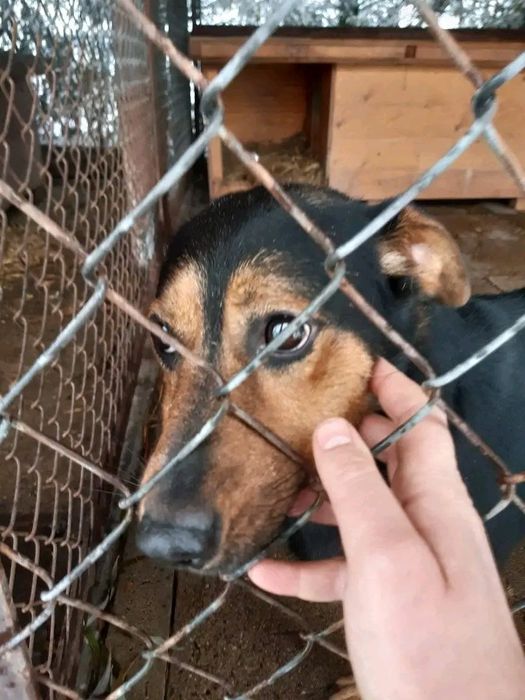 Piesek Prezes - ufny, łagodny SZUKA DOMU Pies adopcja