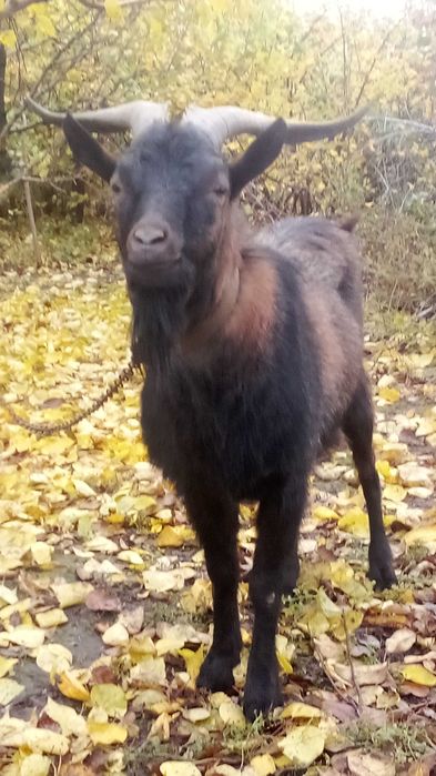 Парування кіз 500