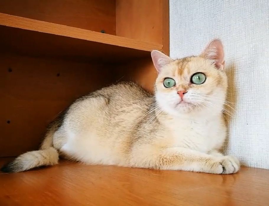 Ласковая девочка в окрасе золотая шиншилла.