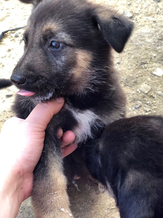 Щенки немецкой овчарки