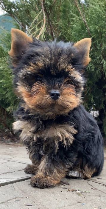 Пропонуємо неймовірно красиву дівчинку породи йоркширський тер'єр