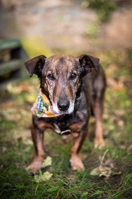 Bolek - uroczy, mądry, spokojny psiak do adopcji.