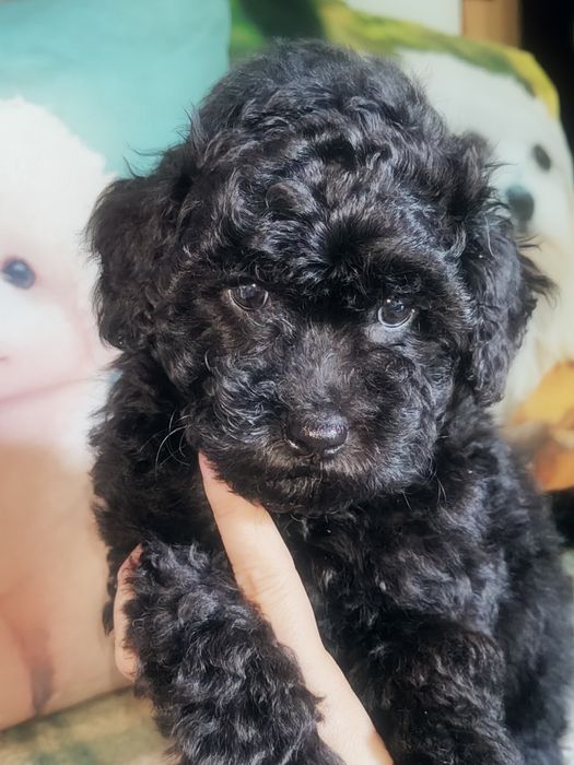 Czarna suczka Maltipoo F1 B więcej genów