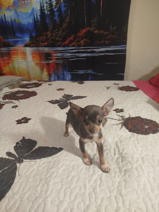 Chiuhuahua macho blue