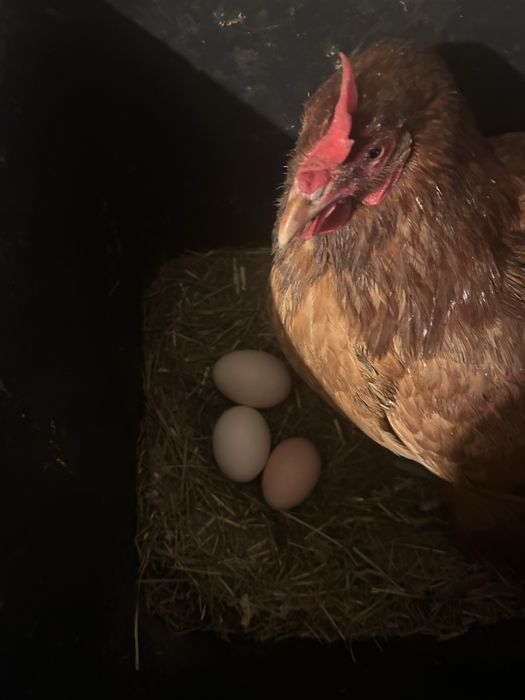 Swojskie  jajka od kurek