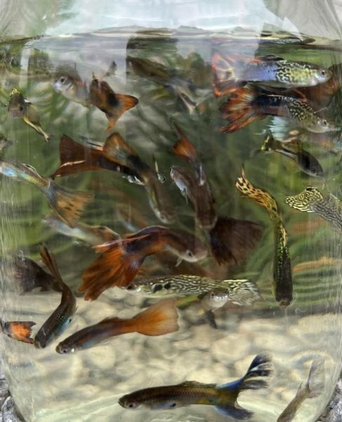 Рибки,рибки , рибки