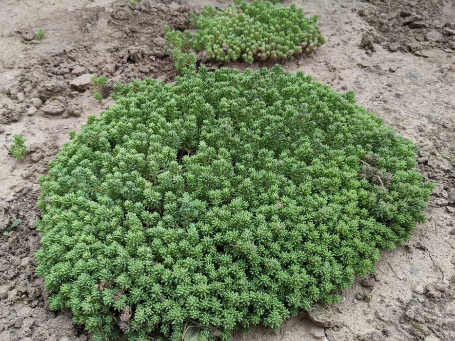 Очиток іспанський (Седум)