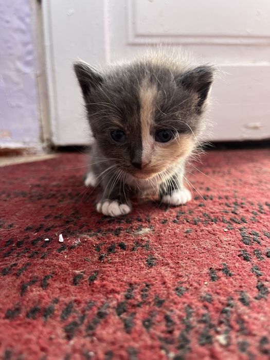 Віддам котиків в добрі руки