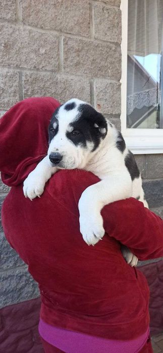 Алабай, середньоазіацька вівчарка