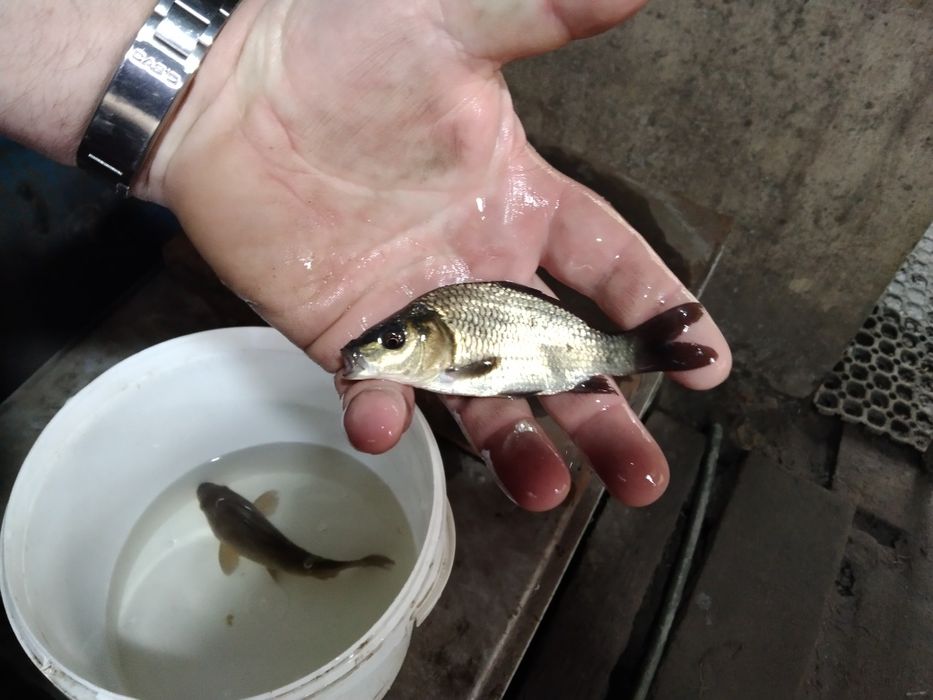 Karp sazan pełnołuski orfa leszcz lin sandacz