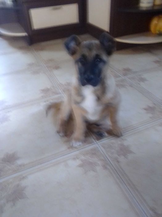 подарую песика, чудовий малюк з  чудовою генетикою