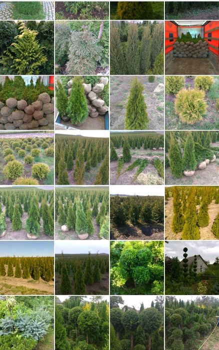 Туя. Туї. Смарагд. від 1-5 м. Доставка. Від виробника. Гурт. Якість