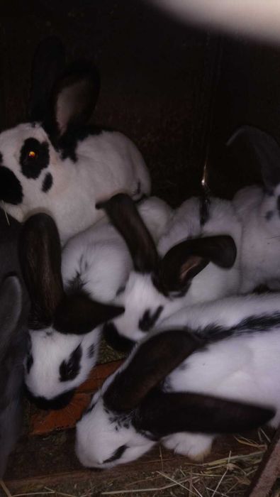 Кролі кролик строкач