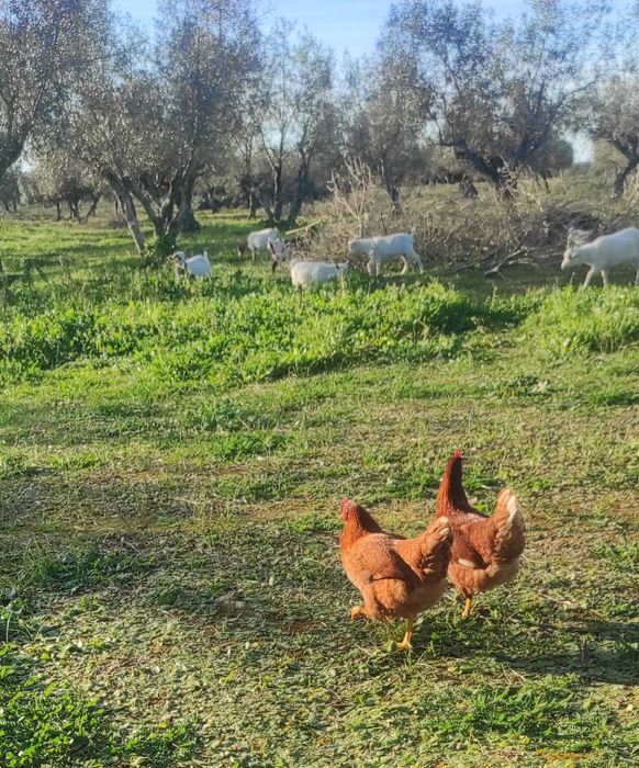 Ovos frescos do campo L - (Entregas)
