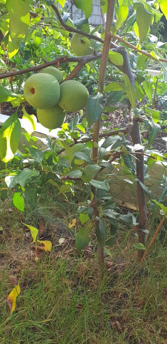 Pigwowiec 5 letni_ owocujący_ sadzonka