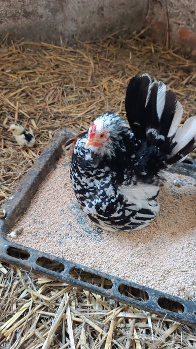 Jaja od liliputek do wylęgu