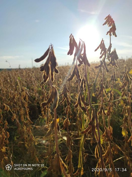 Soja nasiona soi Viscount wczesna 000+