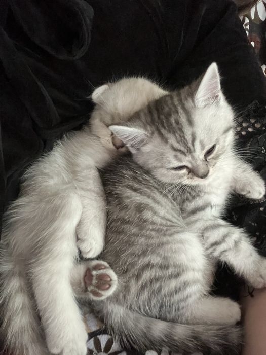 Шотландські кошенята