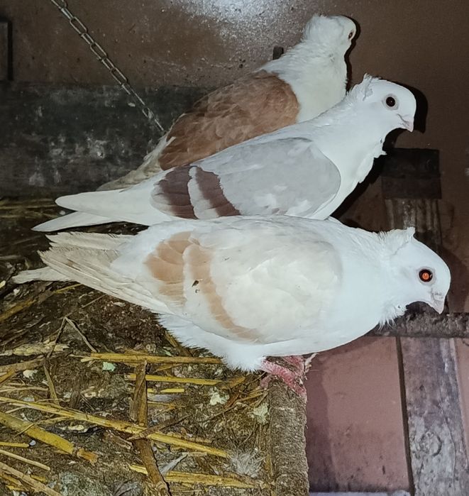 Sprzedam gołębie ozdobne RÓŻNE i pocztowego !!!