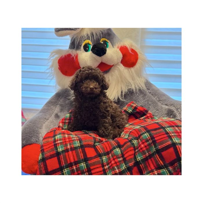 Приємне лялькове личко Найгарніший шоколадний Хлопчик тойчик