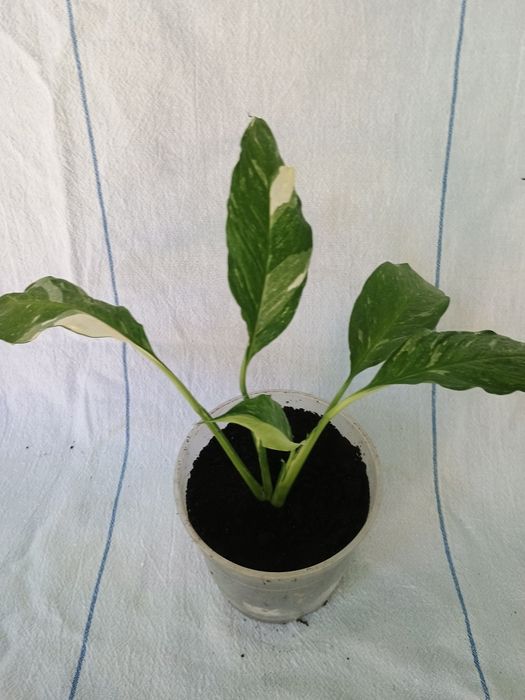 Спатифілум Джеміні