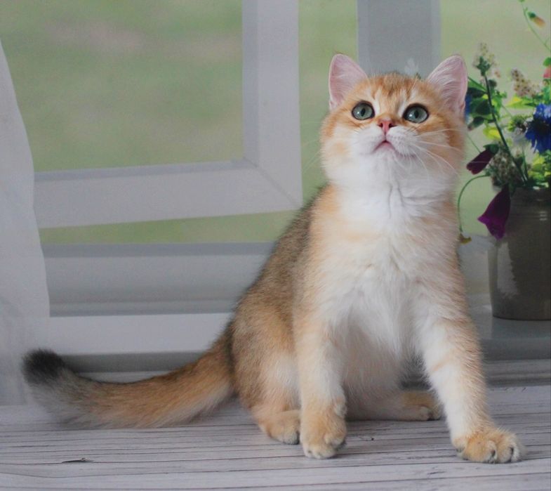 Хлопчик британчик чекає маму