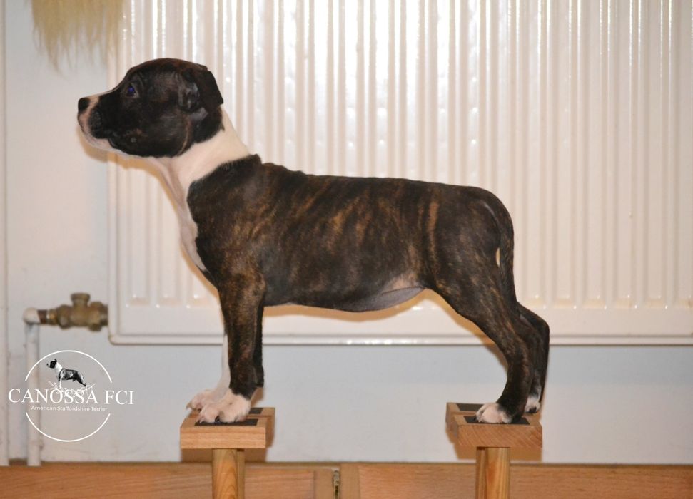 Gotowa do odbioru sliczna suczka American Staffordshire Terrier ZKwP