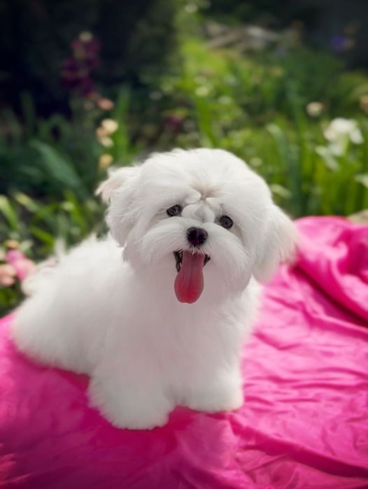 Дівчинка мальтезе