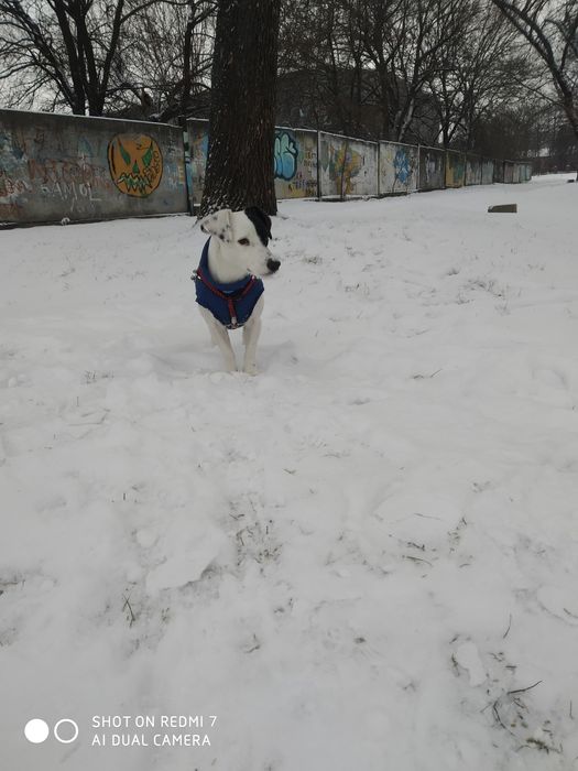 В'язка Джек Рассел
