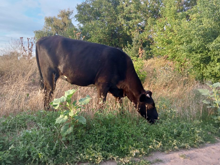 Продається телиця на корову
