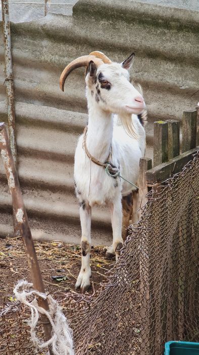 Коза Дійна 5 років