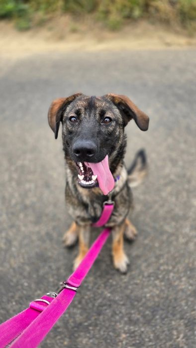 Azja przekochana młoda sunia