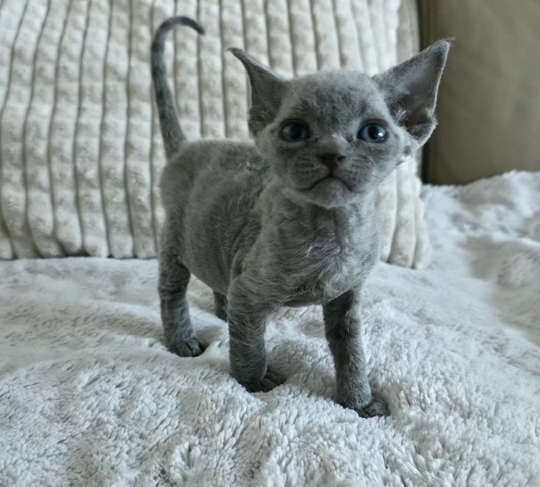 Devon Rex - Dostępna Niebieska  Dziewczynka - Trójmiasto