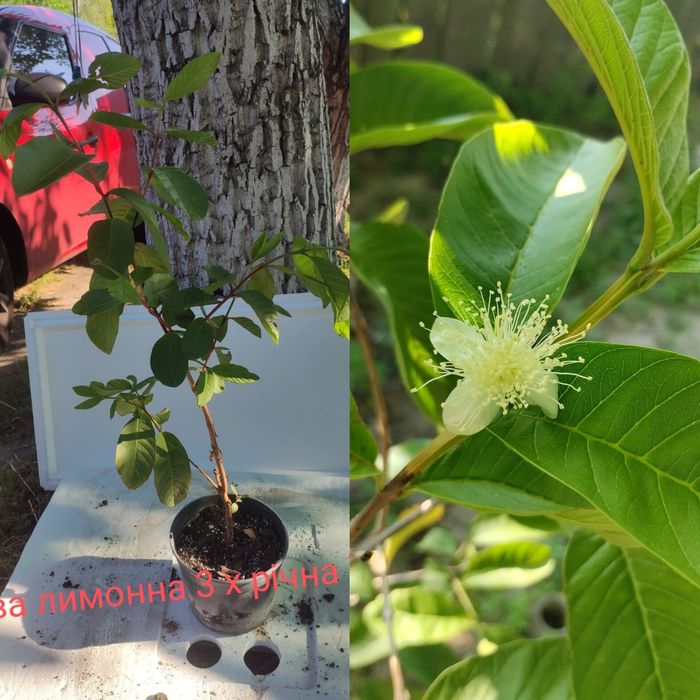 Гуаява лимонна  3х річна