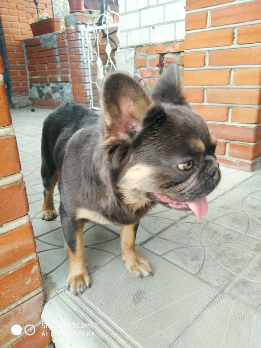 Французский бульдог для вязки цвета Изабелла