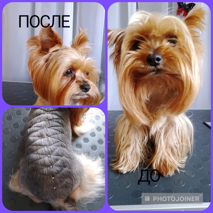 Груминг собак мелких пород.